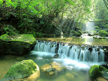small waterfall in a rich green forest